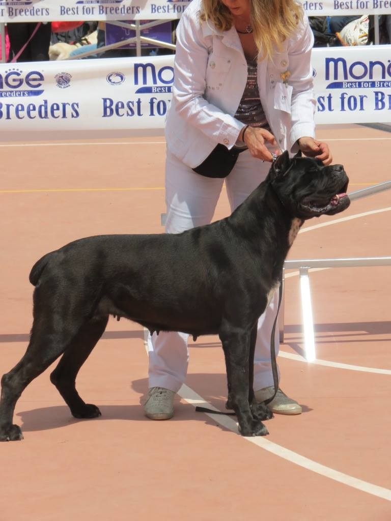 cane corso world champion 2018